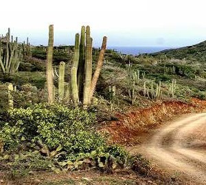 Aruba landscape